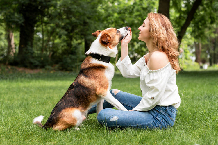 Cibo secco per cani